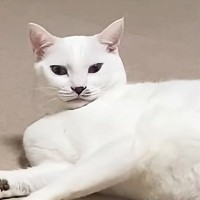 ゴルフの練習を始めようとしたら…『猫が見せた行動』に癒される人が続出「ホールインニャン」「なんて可愛いんだ」「ニヤニヤしたｗ」