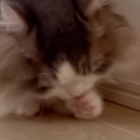 初対面では弟猫に威嚇していた兄猫…翌日に見せた『まさかの行動』に爆笑の声「可愛くて仕方ないみたいｗ」「愛が強すぎるｗ」と12万再生