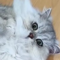 暑い夏、猫たちを見ると無防備な姿でくつろいでいて…「なんて可愛いんだろうｗ」「なんか感動した」微笑ましい光景に癒される人が続出