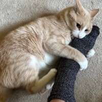猫があなたに『猫キック』してくるときの気持ち4選　よく見られるシーンや上手な対処法