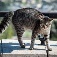猫が『やんのかステップ』を繰り出すときの原因3つ　敵意を持っているの？対処法まで解説