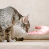 猫に『怪しい人』と思われてしまう人の特徴4選　警戒される理由や安心してもらうためのコツ