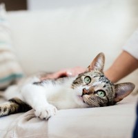 猫にとっては迷惑な『飼い主の勘違い』5つ　よかれと思っても逆効果に？避けるべき理由も解説