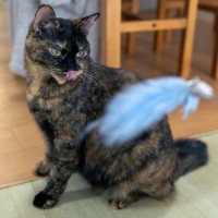 思わず見入る美しさを持つ『べっこう猫』の魅力5つ　縁起が良いとされるのはなぜ？サビ猫との違いも解説