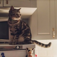 猫が夜中に『運動会』を始める理由5つ　なぜ深夜に開催されるの？やめてもらう方法まで