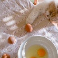 猫が『机の上のものを落としたがる』理由4つ　わざとやっているの？気になる心理も解説