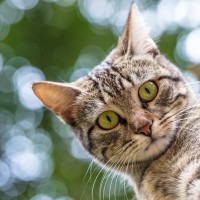 思わずゾクッとする『猫の奇妙な行動』3選　何かを感じ取っている？謎めいた仕草の理由とは