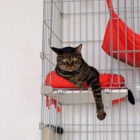 『元外猫』を室内で飼い始めるときのポイント4つ　お家に慣れさせるコツや外に出たがるときの対処法も