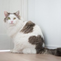 猫が『ドアの下』から手を入れたがる3つの理由　どんな目的があるの？対応のコツもご紹介
