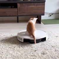 最初はロボット掃除機が怖かった子猫→乗れるようになって…成長した現在の『まさかの光景』が222万再生「おもろすぎるｗ」「おっさんｗ」