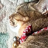 『レイアウト考えて寝てるのかな』→玄関マットの上にいる猫を見たら…まさかの光景に「完璧でした」「すてきなタペストリー」と211万表示