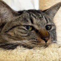 朝起きると寂しそうにしていた『甘えん坊猫』→撫でてあげると…愛おしすぎる光景が52万再生「意思表示してる」「めちゃめちゃ不満げｗ」