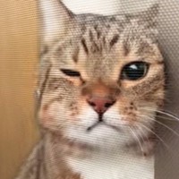 飼い主がベランダに出ると、猫が『危ないよ』と言わんばかりに…一生懸命な様子が可愛すぎると45万再生「顔が好きすぎる」「可愛くて泣ける」