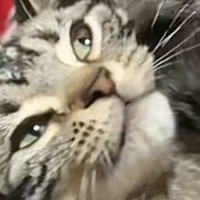 膝の上でくつろいでいた猫→突然前足を『顔の横』にもっていって…まさかの仕草に「あざとすぎ」「自分が可愛いのわかってる」と30万再生