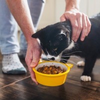 シニア猫が『ご飯を食べたがらない』ときに疑われる原因3つ　見逃せないサインや取るべき対処法