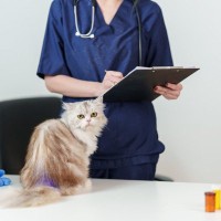 猫がかかる『多発性嚢胞腎』ってどんな病気？見逃せない症状から遺伝との関係性まで解説