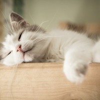 人間が猫を『かわいい』と感じる理由4選　科学的な根拠があった？私たちが魅了されるワケとは