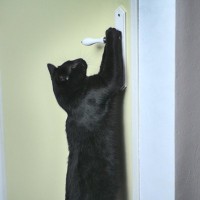 猫が『ドアを開けようとする』4つの理由　考えられる目的やトラブルを防ぐ対策方法