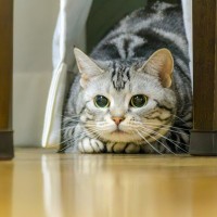 猫が苦手に感じる『嫌いな音』4選 　嫌がっているサインや与える悪影響まで解説