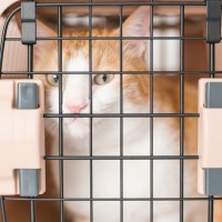 猫を『車に乗せて移動』するときの注意点3つ　起こりうる事態や安全を守るためのポイント