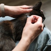 お家の猫にも『寄生虫の予防』が欠かせない理由3つ　油断できないワケや対策のポイントまで