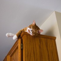 猫の身に起こりうる『予期せぬ事故』5つ　注意すべきリスクから防止する方法まで