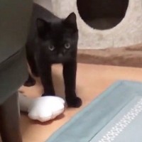 生後3か月の子猫→飼い主が『おもちゃ』を投げると…『賢すぎる行動』に「本当に天才」「主が喜ぶのわかっててやってそう」と反響
