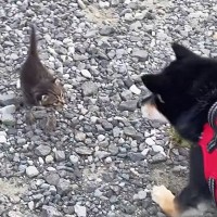 犬の散歩中、『草むらから飛び出してきた子猫』を保護…胸が熱くなる光景が76万再生「拾ってもらえてよかった」「本当にありがとう」