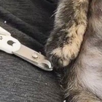 爪切りをしてもらった子猫→『終わった直後の様子』を見ると…とんでもなく尊い光景に3万いいね「思わず可愛いと声が出た」「いい子すぎる」