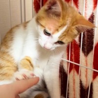 人馴れ訓練中の保護猫→そっと触ろうとしたら…まさかの『拒否の仕方』に「断り方が丁寧すぎｗ」「おててがカワイイｗ」と癒される人が続出