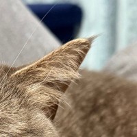 『思わず二度見した』→ソファでくつろぐ猫の『表情』が…まさかの光景に笑ってしまうと4万いいね「くしゃみ3秒前かなｗ」「可愛らしいｗ」