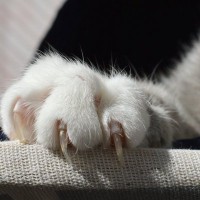 人間の命に関わる『猫ひっかき病』とは？油断できない理由や傷を負ったときの適切な対処法