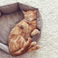 猫が『いびき』をかく原因4つ　注意が必要な病気や見分ける方法まで解説