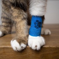 猫を守るために備えたい『救急グッズ』4つ　活用できる場面や使い方のポイント