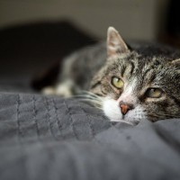 猫の『寿命を削る』飼い主のNG行為5選　控えるべき理由から長生きさせるために必要なことまで