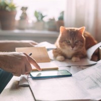 猫がかかる『治療費が高くなりやすい』病気5選　愛猫の健康を守るために準備したいこと