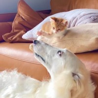 迷い猫を保護して3日目→『先住犬とのやり取り』を見ていると…尊すぎる光景が74万再生「なんて優しい時間なの」「あ〜ずーっと見ていたい」