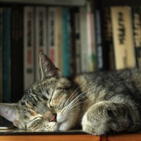 仲良くしたり喧嘩したり…大聖堂で「ご近所同士」　人々に深く愛された3匹の猫さんたち　英国