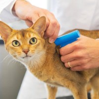 厳格な「飼い猫の登録制度」の移行期間が終了　11万匹以上の猫さんが登録を済ませる　シンガポール