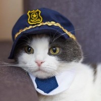 被害者の心のケアを担う「猫警察官」が、テレビ番組の主役になって登場　フランス