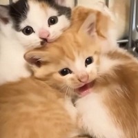 初日は『ブチギレていた保護子猫』→5日後には…まさかの光景に「幸せになってよかったｗ」「家猫化が早いｗ」と笑顔になる人が続出