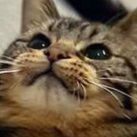 上にあるものを『真剣な表情で見つめるネコ』→次の瞬間…躍動感あふれる『全力ポーズ』に「おててがかわよい」「声が聞こえてきそうｗ」と反響