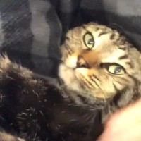 出勤時間が迫るパパ→猫が膝の上に乗ってきた結果…「甘え方が半端ないｗ」想像以上の『全力阻止』が可愛すぎると反響「行きにくいね～ｗ」
