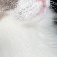 ふわふわの毛並みが愛らしい猫、目元をアップで見てみると…まるで宝石のような光景に「吸い込まれそう」「めっちゃ綺麗」と絶賛の声