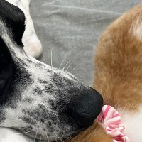 生後1か月ほどの小さな子猫→先住犬にぴったりと体をくっつけると…微笑ましすぎる光景に「迷いのない突進ｗ」「ゼロ距離で笑った」と反響