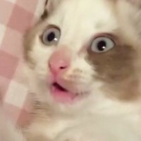 飼い主と遊んでいた子猫→突然『自分のしっぽの存在』に気づいて…まさかの反応に「気づいた瞬間の顔がたまらない」「猫生一周目」と17万表示