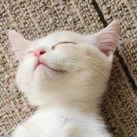 子猫を見たら『思いもよらない姿勢』で眠っていて…まるで人間のような寝相に「猫背って言葉は使えないねｗ」「ぬいぐるみみたい」と反響