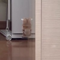 壁から顔を出して見つめてきた猫→ツヤツヤの壁に映り込んで…まさかの光景に「吹いたｗ」「わかっててやってるでしょｗ」と笑う人が続出