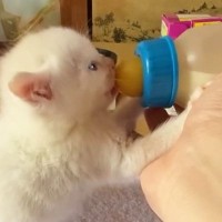 哺乳瓶で一生懸命ミルクを飲んでいた『赤ちゃん猫』→1年後…見違えるほどの成長ぶりに「立派になったねｗ」「今も昔も天使」と1万いいね