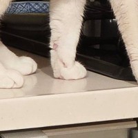 ササミを茹でた後、鍋を置いて冷ましていたら→『猫』が近付いてきて…驚きの光景に16万いいね「豪快すぎるｗ」「名案だね」と大反響